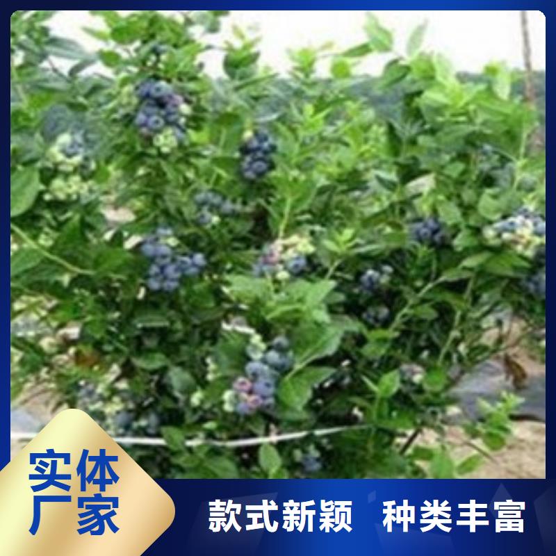 蓝莓苗品质服务