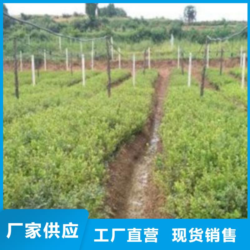 厂家直销货源充足蓝莓苗_【苹果苗】匠心打造