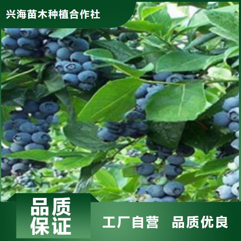 蓝莓苗好货直供
