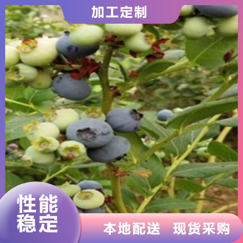 蓝莓苗桃树苗专注细节更放心