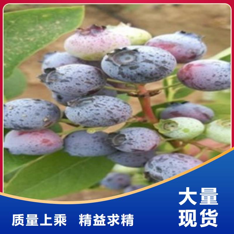 蓝莓苗品质服务