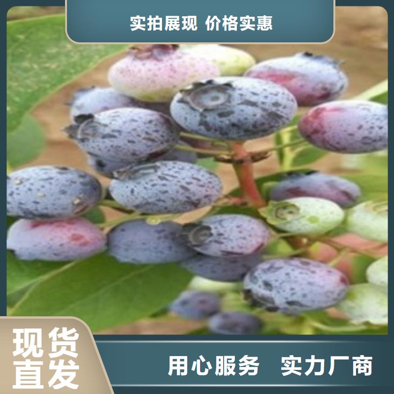 蓝莓苗梨树苗售后无忧