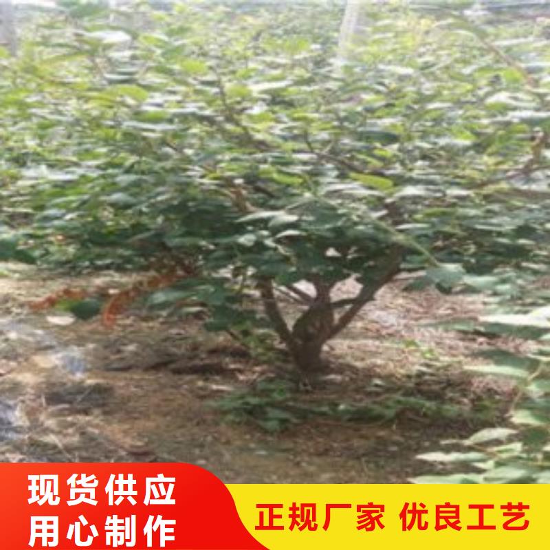 蓝莓苗苹果苗型号全价格低