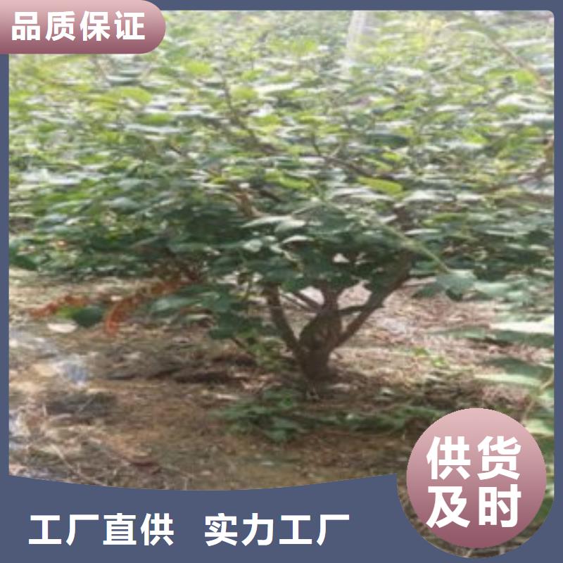 蓝莓苗梨树苗诚信可靠