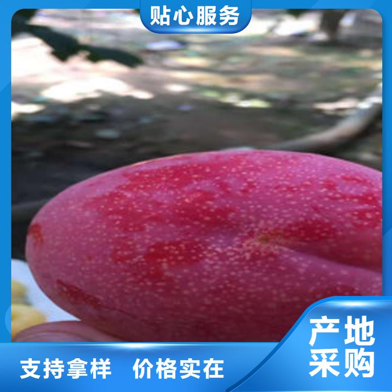 李子苗,板栗苗优选厂商