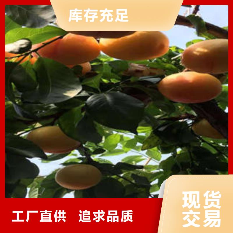 李子苗,【花椒苗】现货直供_兴海苗木种植社(开封市分公司)