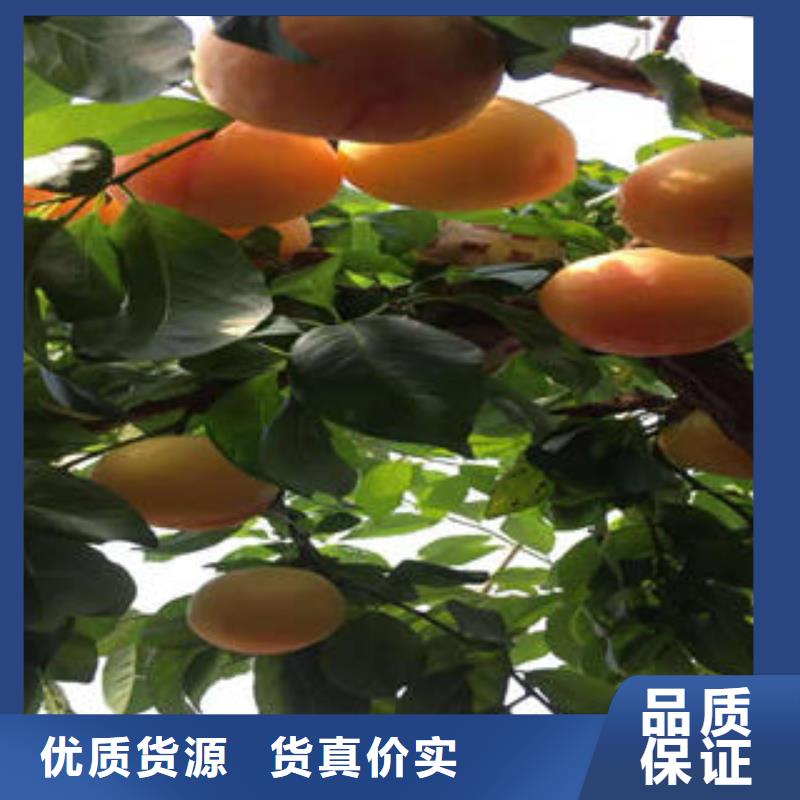 李子苗,板栗苗资质认证