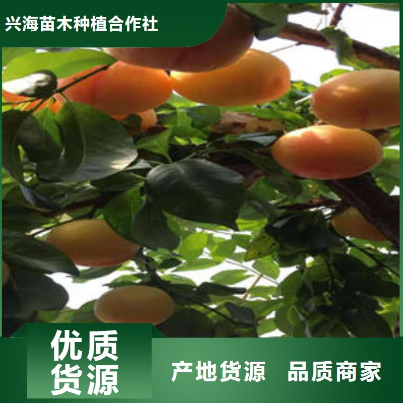 李子苗桃树苗懂您所需