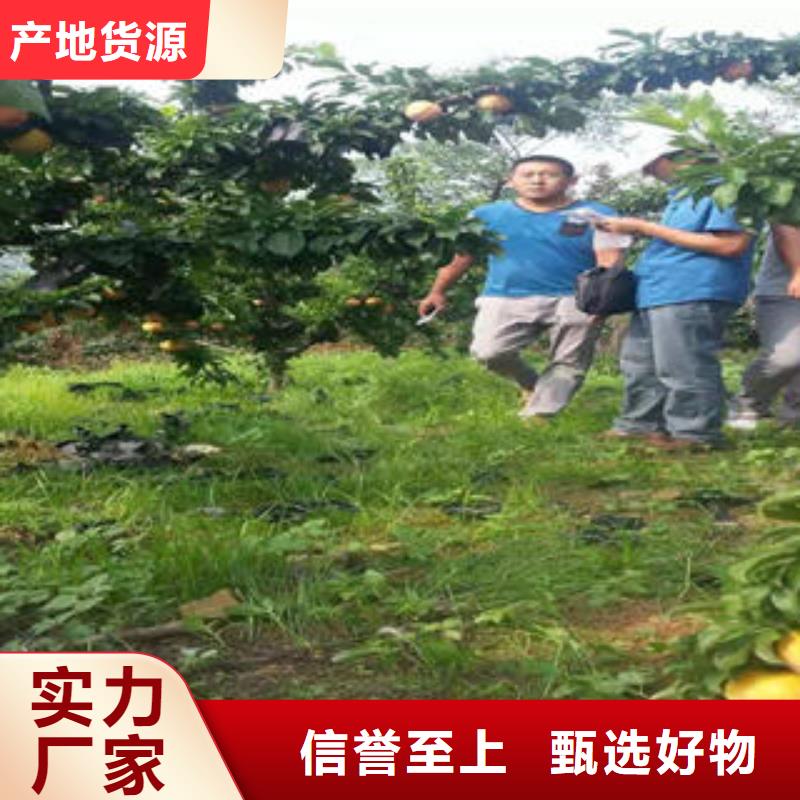 【 李子苗,花椒苗品质服务】