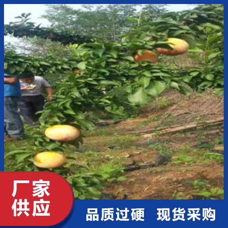 李子苗,山楂苗厂家定制