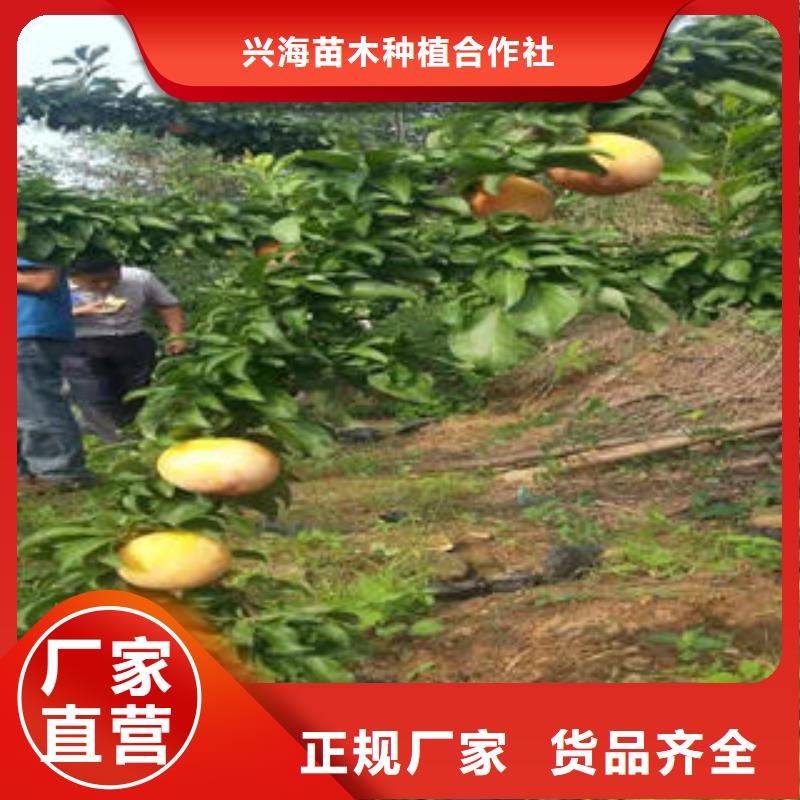 【 李子苗,花椒苗品质服务】