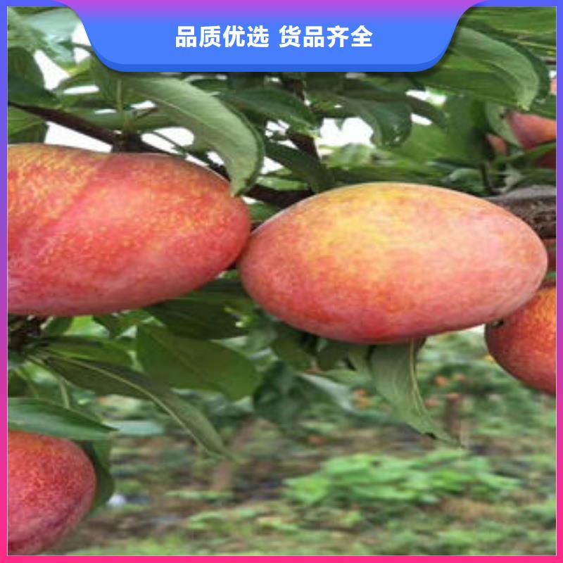 【李子苗质量为本】