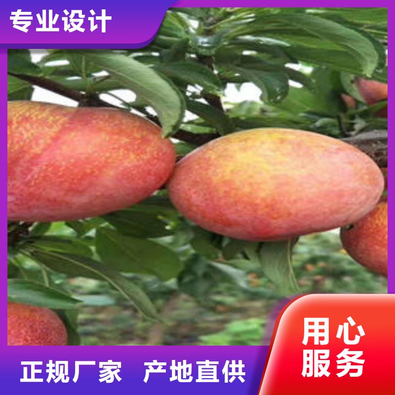 李子苗花椒苗免费寄样