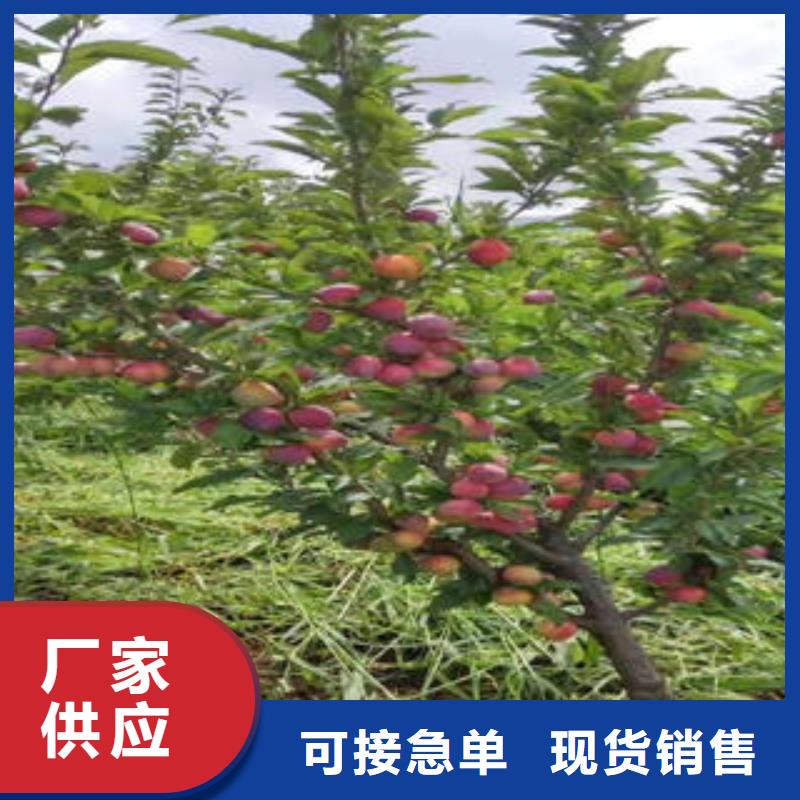 【 李子苗,花椒苗品质服务】