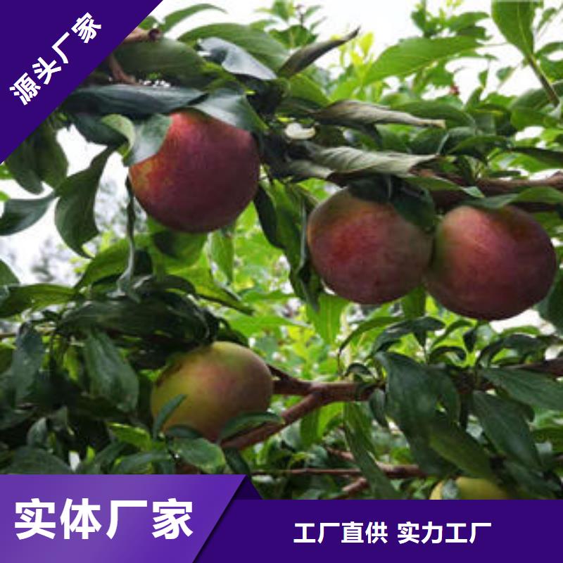 李子苗桃树苗海量库存