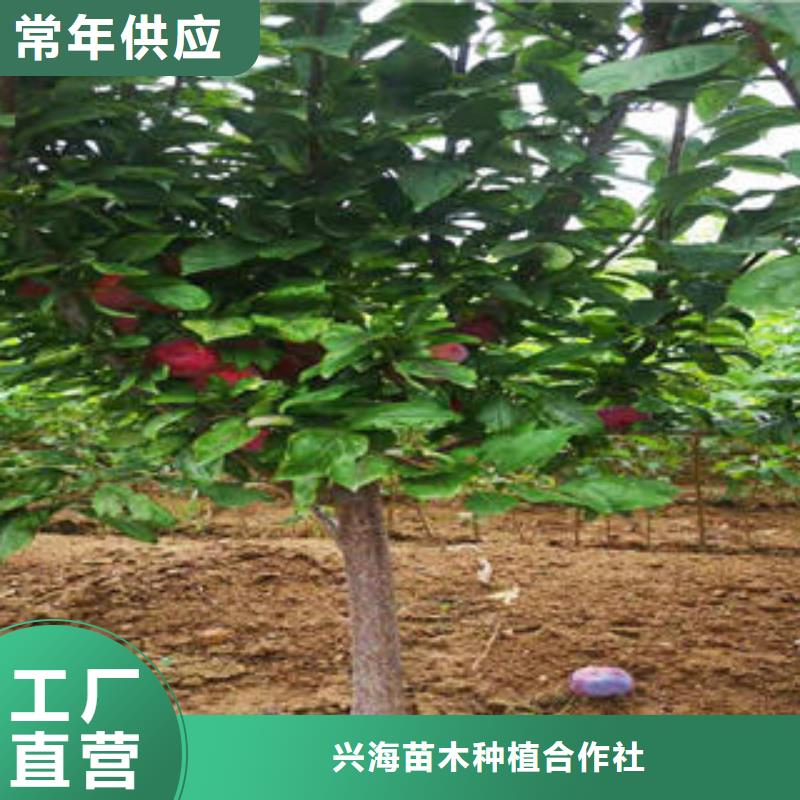【李子苗】花椒苗种类多质量好