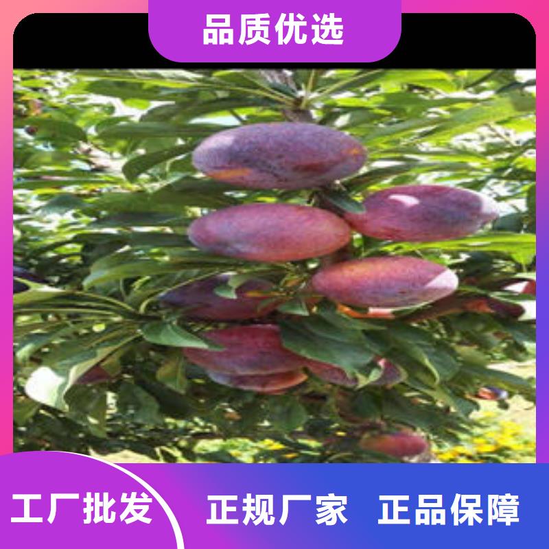 李子苗,【花椒苗】现货直供_兴海苗木种植社(开封市分公司)