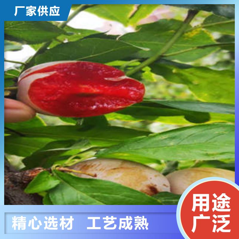 李子苗【梨树苗】实力厂商