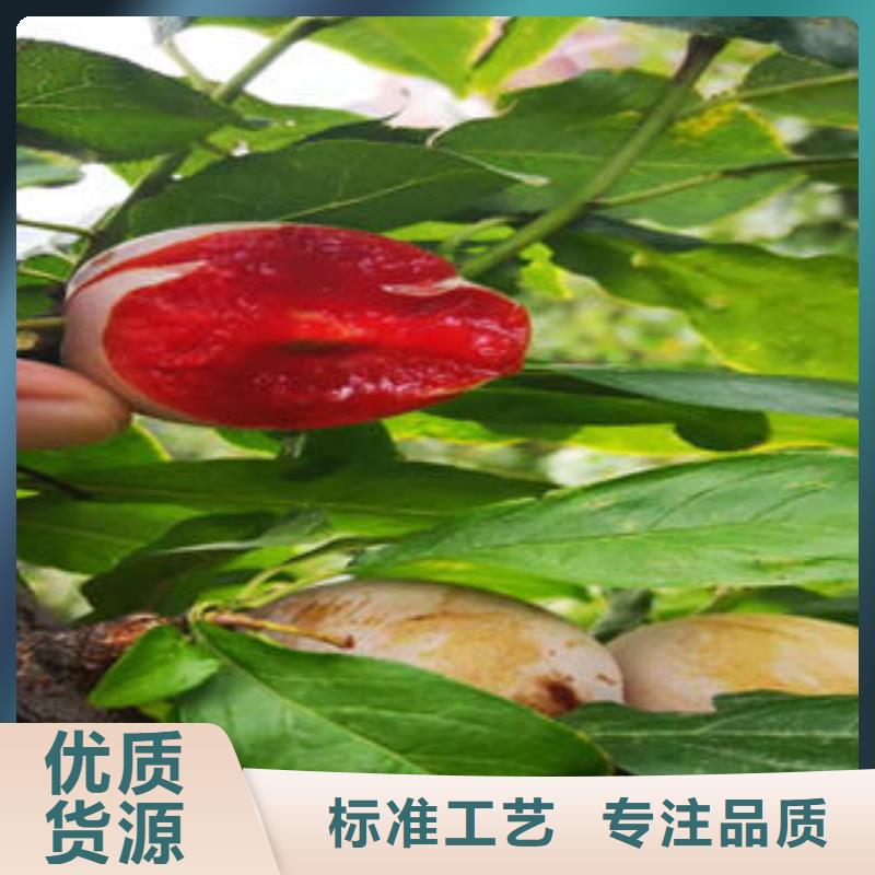李子苗【梨树苗】实力厂商