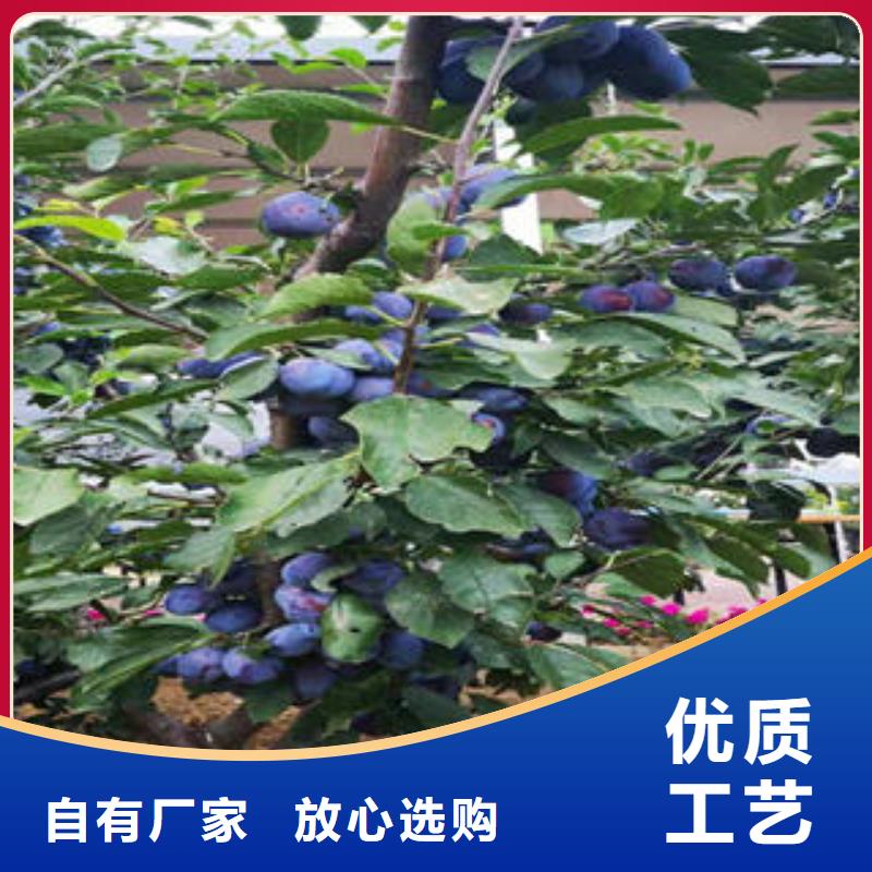【李子苗质量为本】