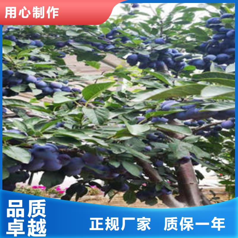 李子苗,【花椒苗】现货直供_兴海苗木种植社(开封市分公司)