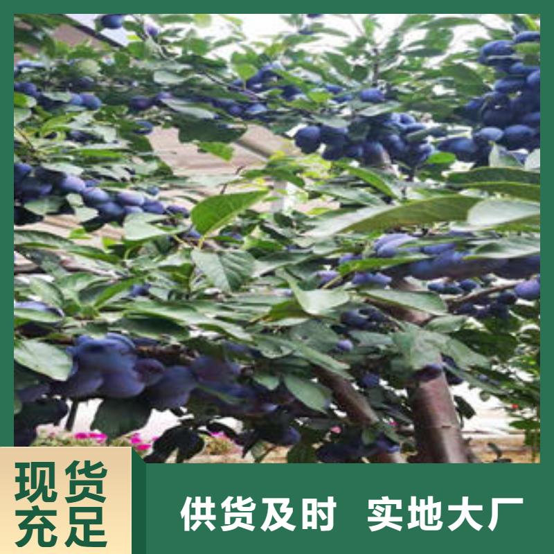李子苗桃树苗快速报价