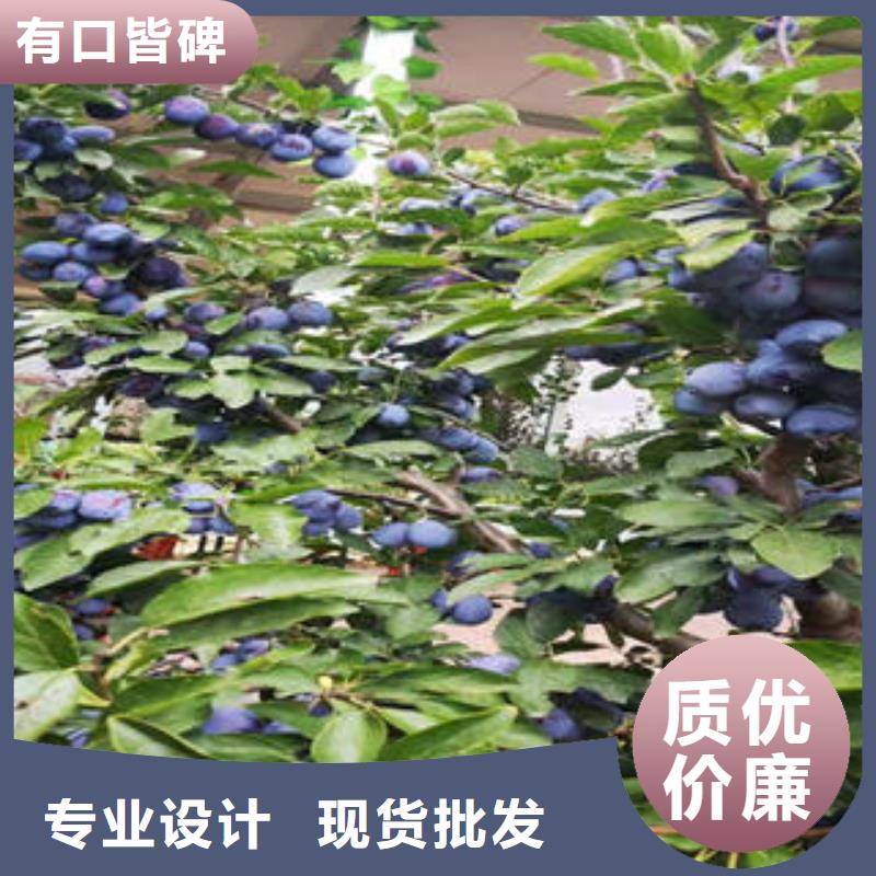 李子苗板栗苗选择我们选择放心