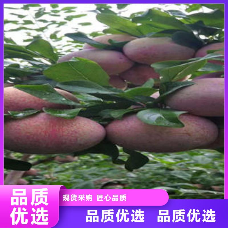 李子苗,【花椒苗】现货直供_兴海苗木种植社(开封市分公司)