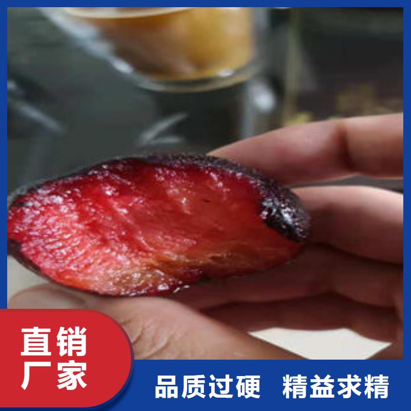 李子苗【梨树苗】实力厂商