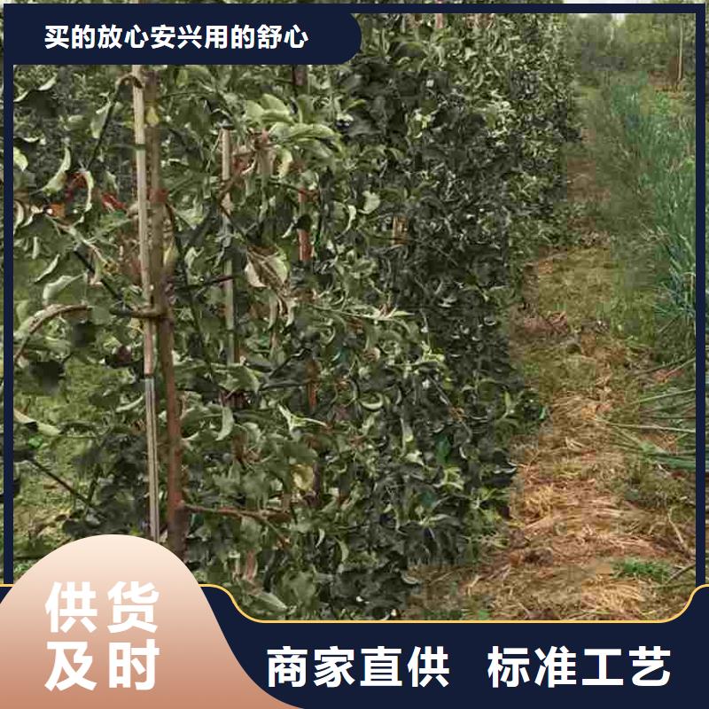 苹果苗桃树苗保质保量