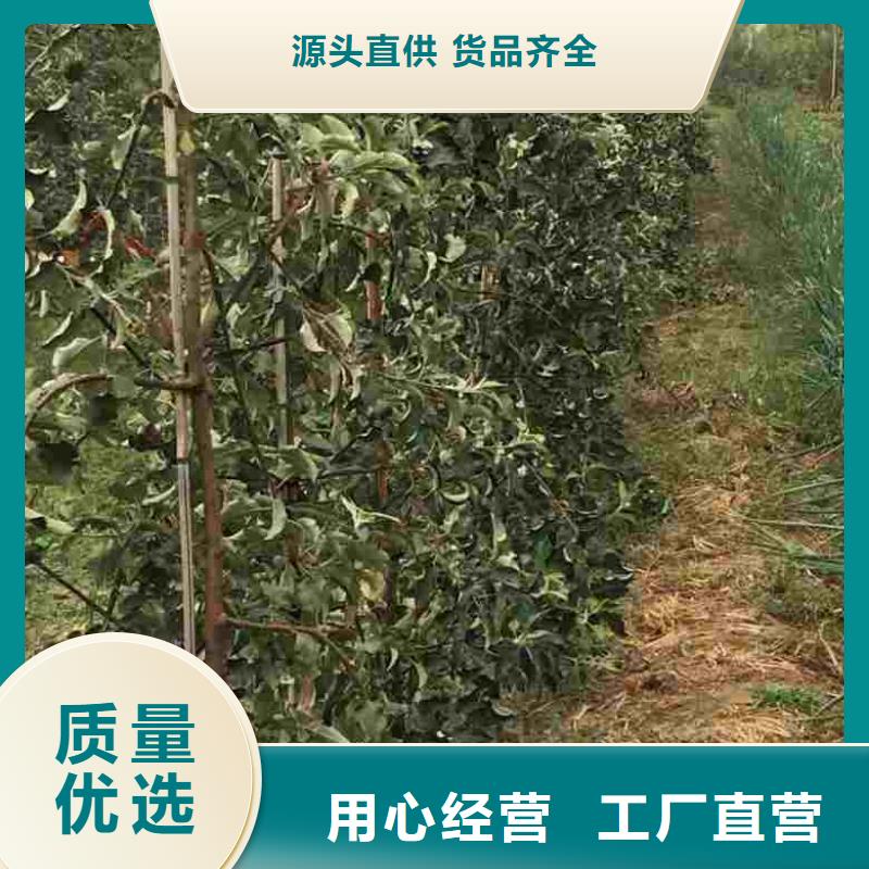 苹果苗【山楂苗】诚信经营质量保证