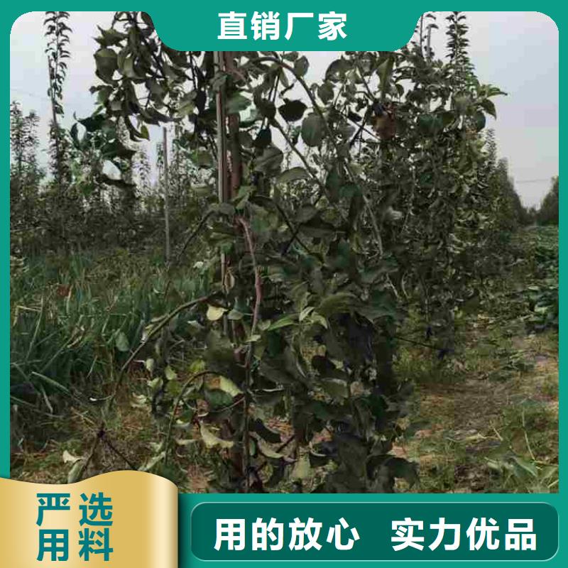 苹果苗,梨树苗性价比高