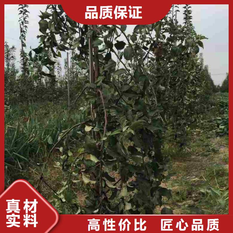 【兴海】苹果苗价格实在-业务覆盖区域|禹州|鄢陵|南阳|漯河|焦作|洛阳|三门峡-阿奇乐乐