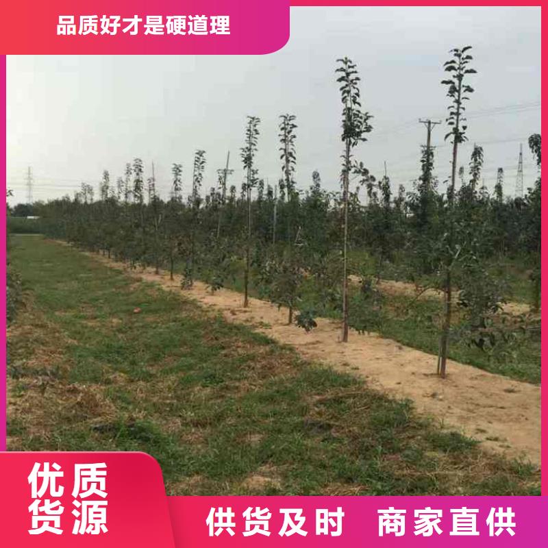 苹果苗-梨树苗源头厂商