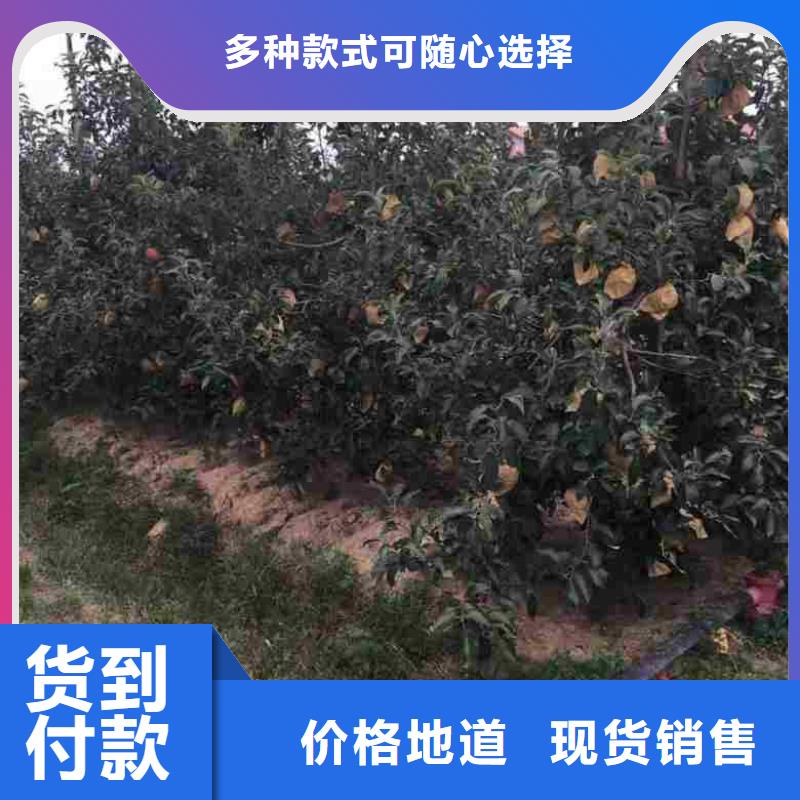 苹果苗-梨树苗源头厂商