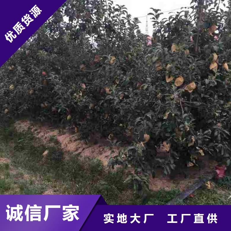 苹果苗,蓝莓苗一站式厂家