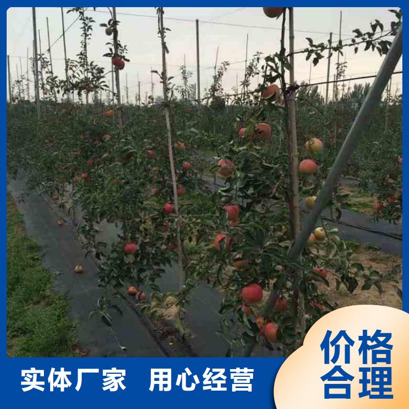 【苹果苗梨树苗认准大品牌厂家】