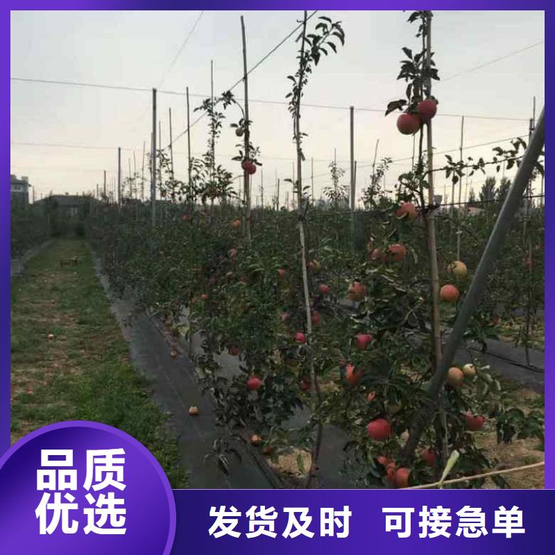 苹果苗,蓝莓苗用心制造