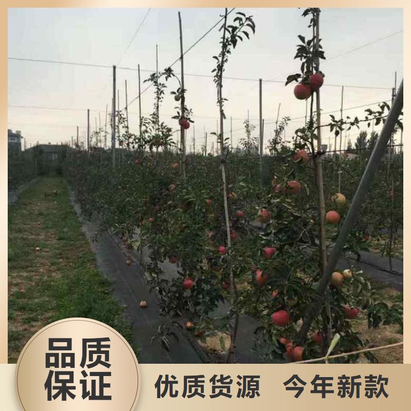 苹果苗-梨树苗源头厂商