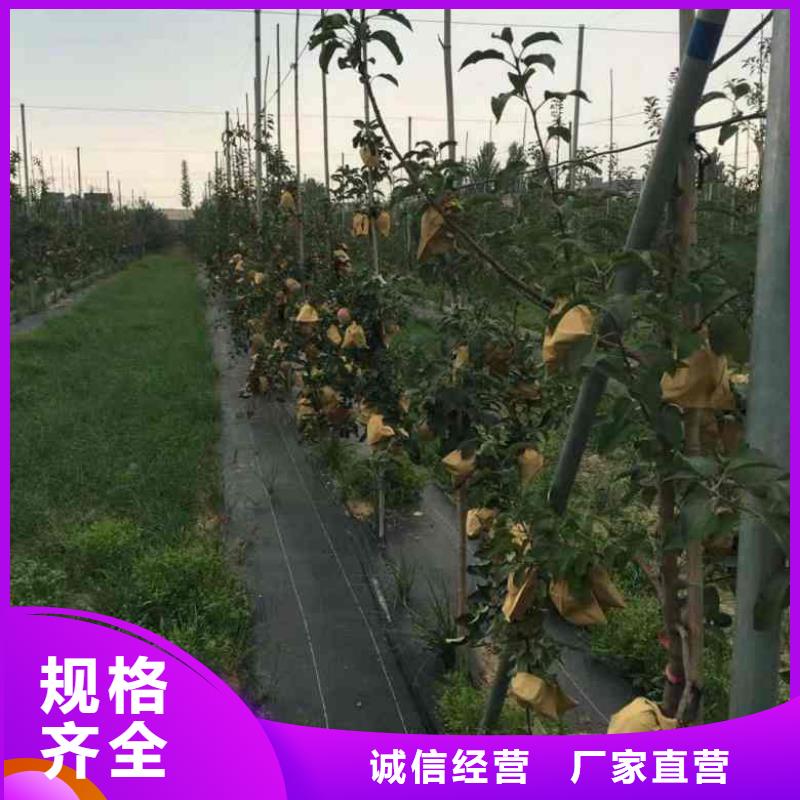 苹果苗,蓝莓苗用心制造