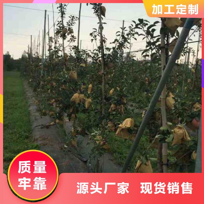 苹果苗,梨树苗性价比高