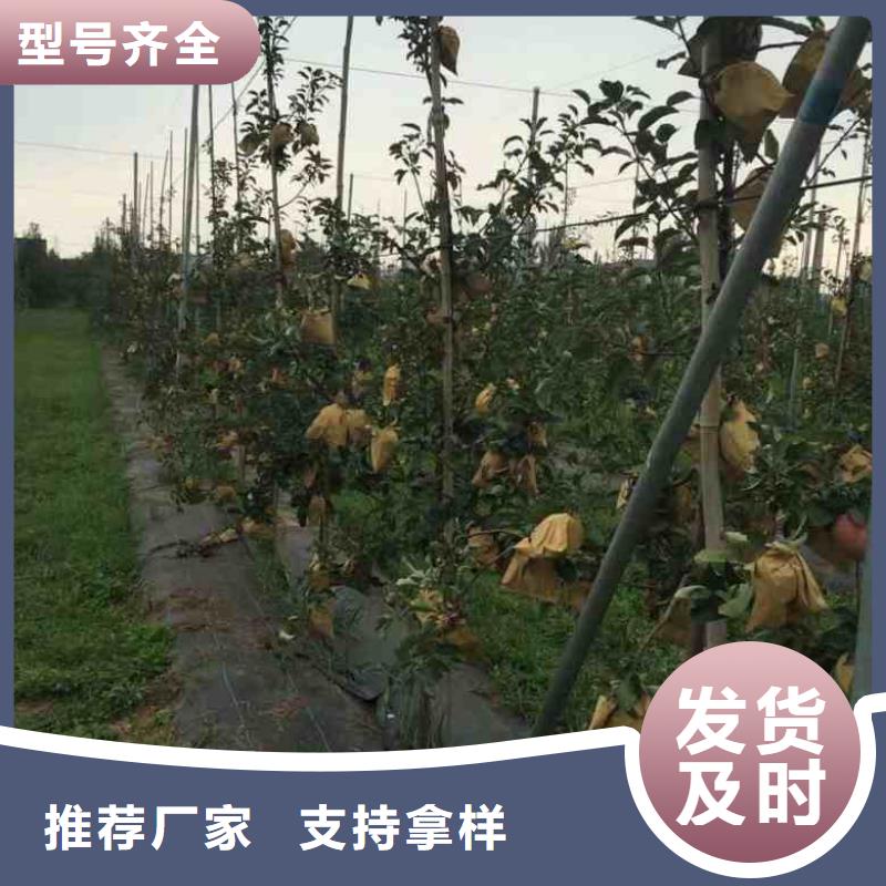 苹果苗-梨树苗高标准高品质