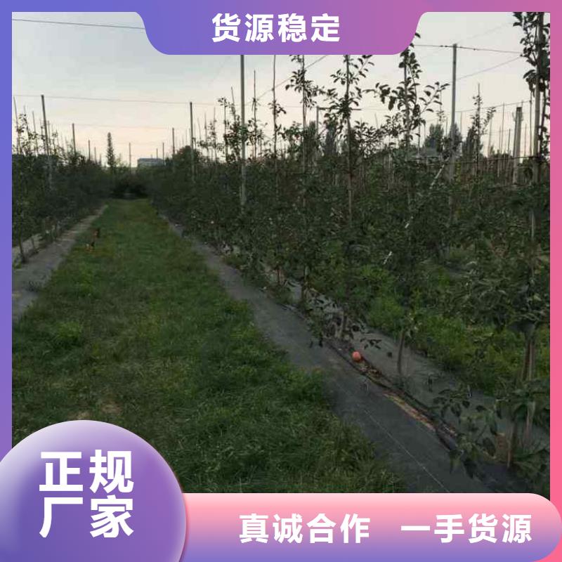 苹果苗,梨树苗性价比高