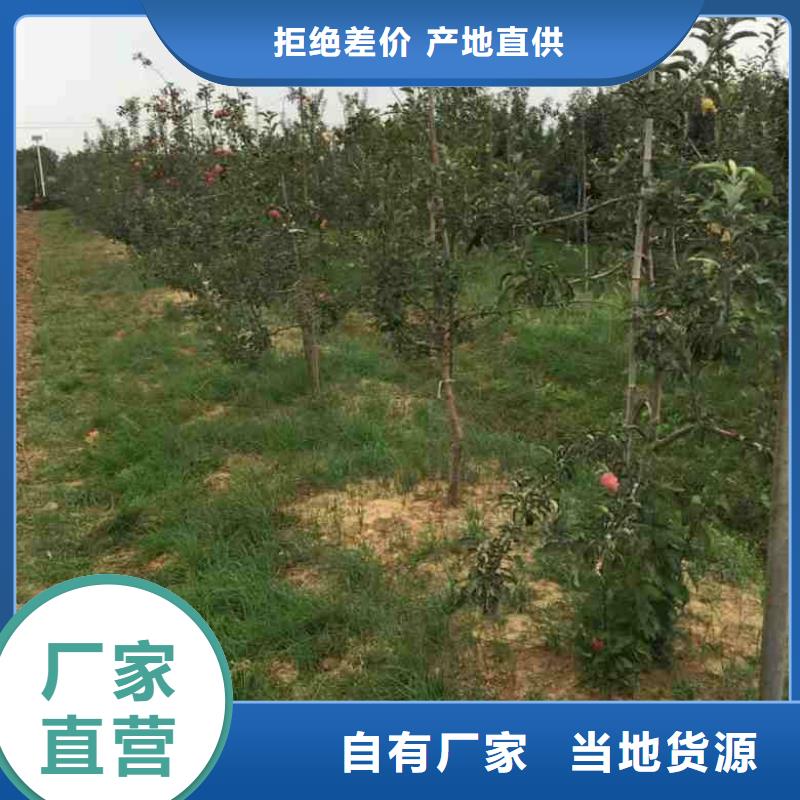 苹果苗,蓝莓苗货真价实