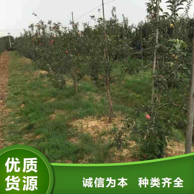兴海【苹果苗】_山楂苗实体厂家支持定制-业务覆盖区域|旌阳|中江|甘孜|绵阳|眉山|宜宾-阿奇乐乐