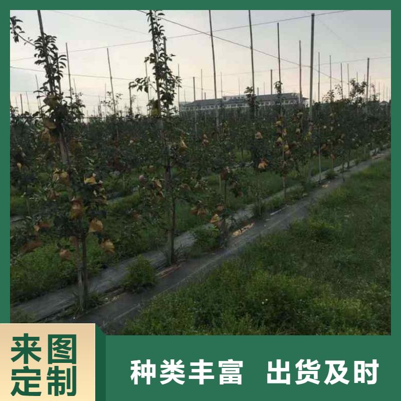 苹果苗山楂苗规格型号全