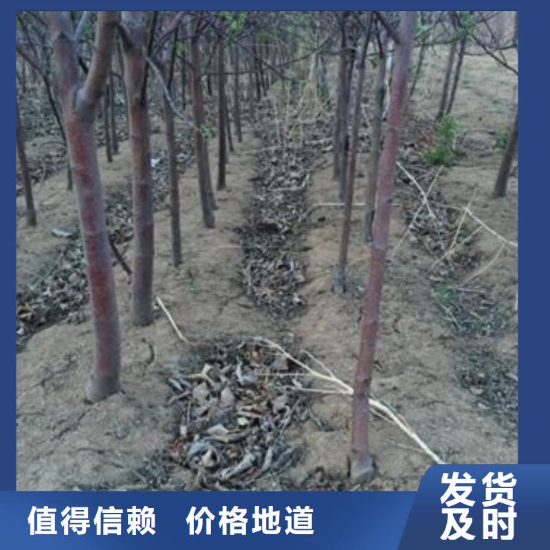 苹果苗价格实在