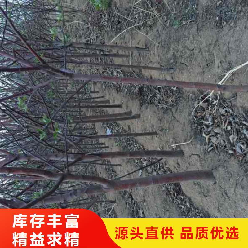 苹果苗核桃苗厂家直营