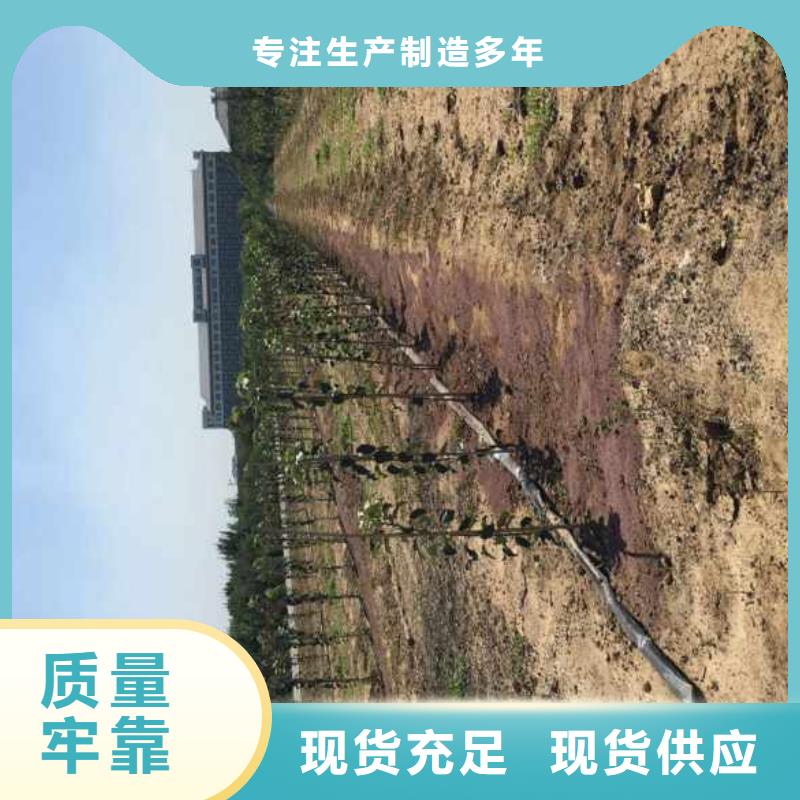 【兴海】苹果苗价格实在-业务覆盖区域|禹州|鄢陵|南阳|漯河|焦作|洛阳|三门峡-阿奇乐乐