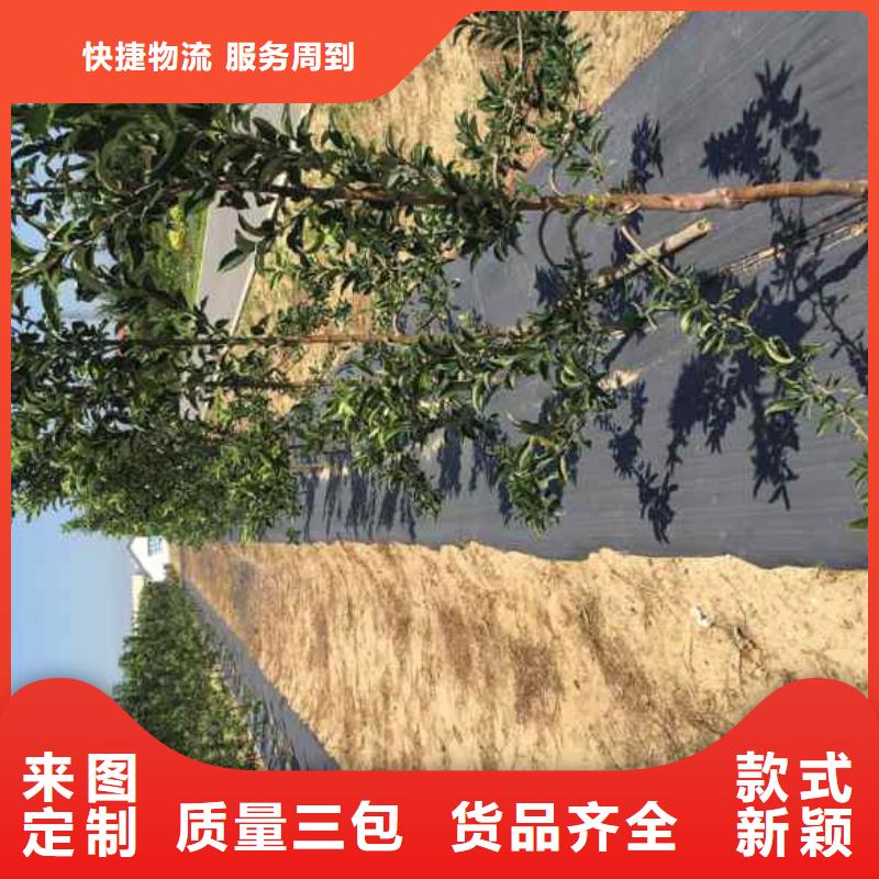 苹果苗桃树苗大厂家实力看得见